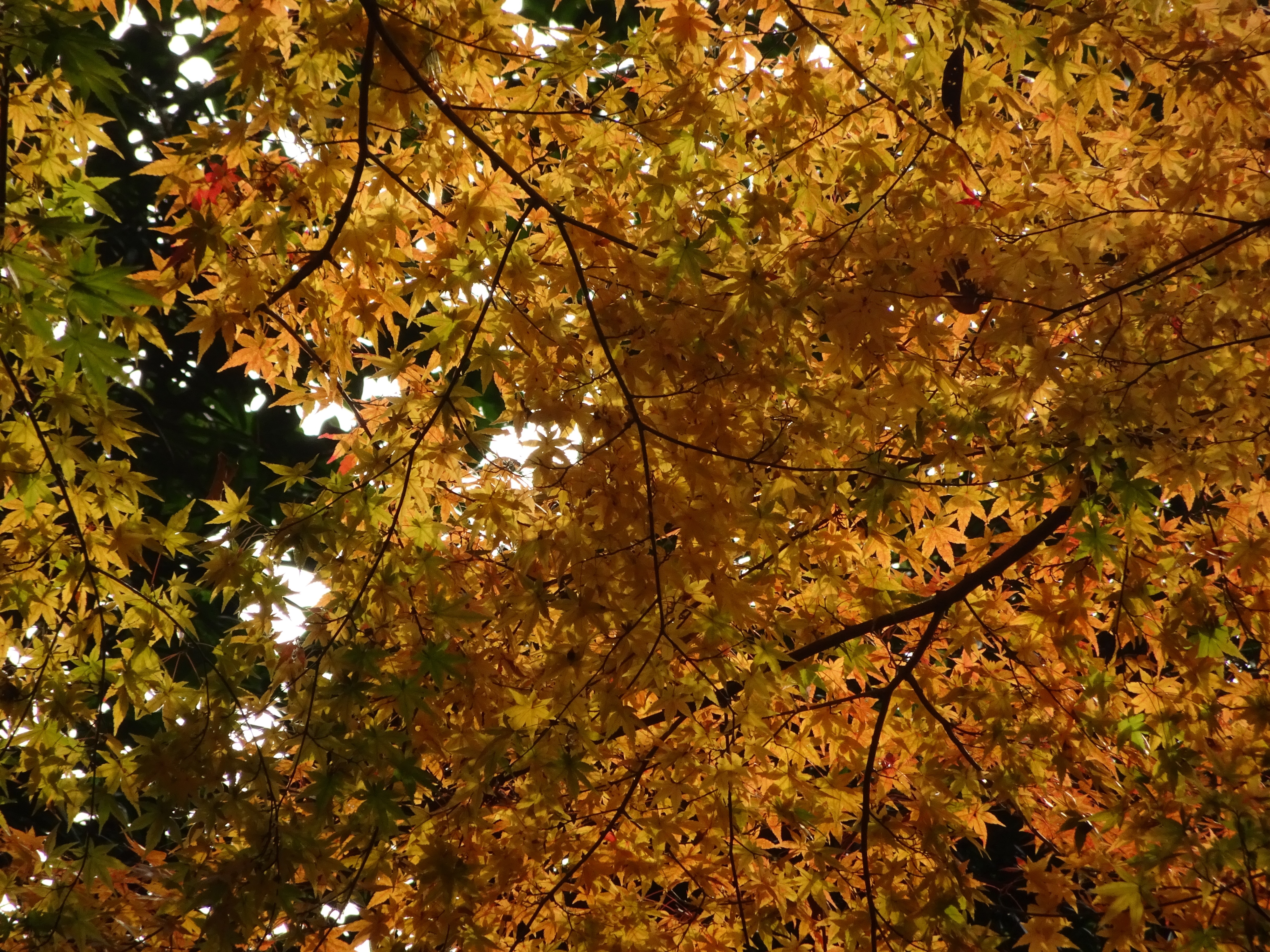 couleur de l'automne à Matsue
